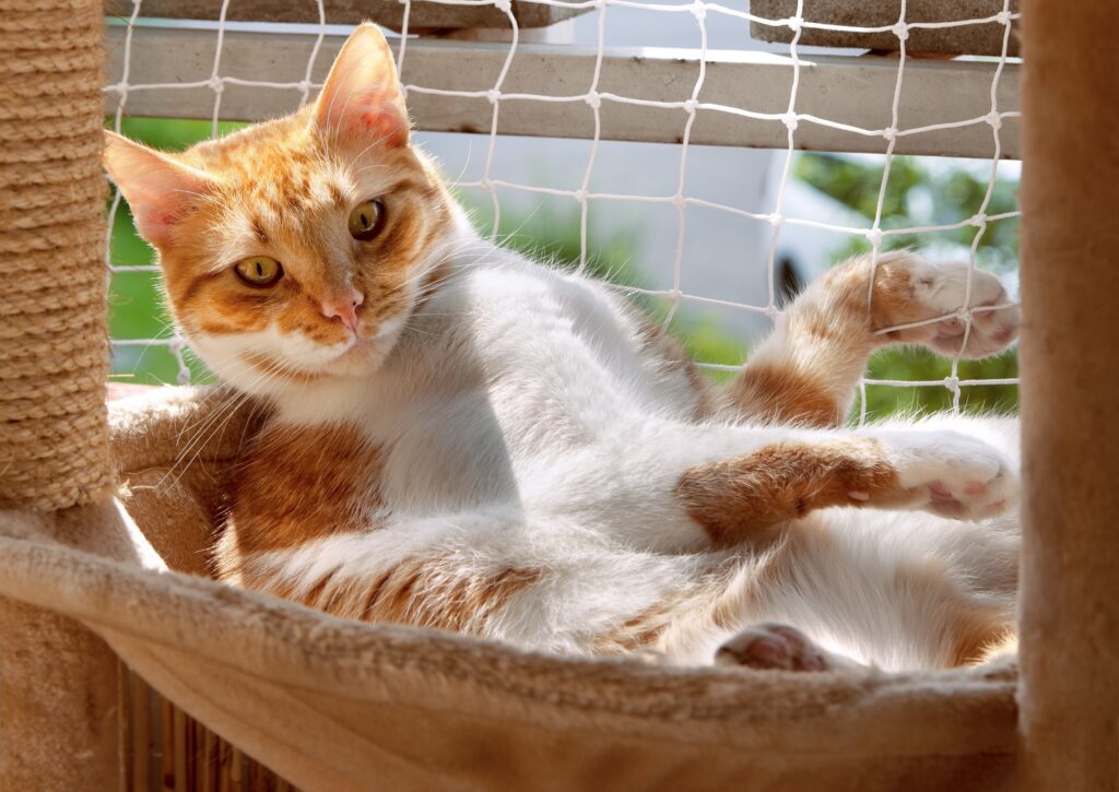 Cat Netting Dubai